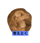 ダックス123（個別スタンプ：2）