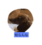 ダックス123（個別スタンプ：3）