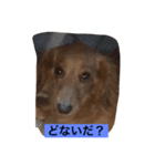 ダックス123（個別スタンプ：5）