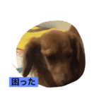 ダックス123（個別スタンプ：6）