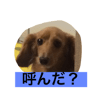 ダックス123（個別スタンプ：8）