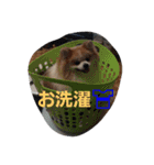 べべ＆ゆゆ＆そあ（個別スタンプ：5）