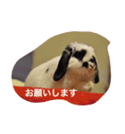 ぷうちゃんくん（個別スタンプ：3）