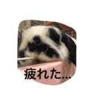 ぷうちゃんくん（個別スタンプ：8）