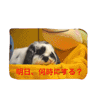 ぷうちゃんくん（個別スタンプ：30）