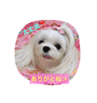 くぅちゃんファッションスタンプpart2（個別スタンプ：14）