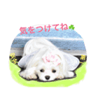 くぅちゃんファッションスタンプpart2（個別スタンプ：17）