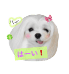 くぅちゃんファッションスタンプpart2（個別スタンプ：24）
