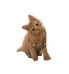 長谷部家のにゃんこたち（個別スタンプ：1）