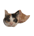 長谷部家のにゃんこたち（個別スタンプ：2）