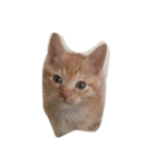 長谷部家のにゃんこたち（個別スタンプ：3）