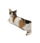長谷部家のにゃんこたち（個別スタンプ：5）