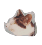 猫のいる日常（個別スタンプ：1）