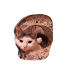 猫のいる日常（個別スタンプ：2）