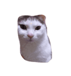 猫のいる日常（個別スタンプ：4）