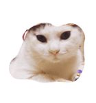 猫のいる日常（個別スタンプ：5）