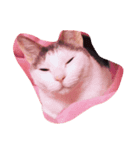 猫のいる日常（個別スタンプ：6）