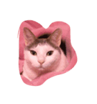 猫のいる日常（個別スタンプ：7）
