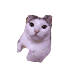 猫のいる日常（個別スタンプ：8）