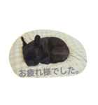 フレンチブルドッグ こむたん（個別スタンプ：5）