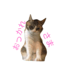 南山町在住 ハナ（個別スタンプ：1）