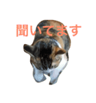 南山町在住 ハナ（個別スタンプ：4）