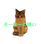南山町在住 ハナ（個別スタンプ：12）