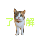 南山町在住 ハナ（個別スタンプ：13）