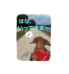 ダックスのぷー（個別スタンプ：2）