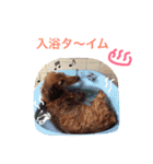 ダックスのぷー（個別スタンプ：15）