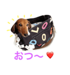 ダックスのぷー（個別スタンプ：19）
