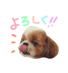 シーズー犬うーちゃん（個別スタンプ：2）