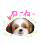 シーズー犬うーちゃん（個別スタンプ：3）