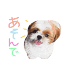 シーズー犬うーちゃん（個別スタンプ：4）