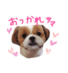 シーズー犬うーちゃん（個別スタンプ：6）