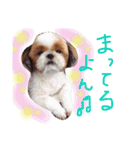 シーズー犬うーちゃん（個別スタンプ：8）