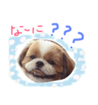 シーズー犬うーちゃん（個別スタンプ：9）