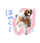 シーズー犬うーちゃん（個別スタンプ：10）