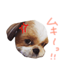 シーズー犬うーちゃん（個別スタンプ：22）