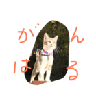 きなことうずら（個別スタンプ：6）