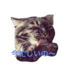 荒削り！気ままワガママお嬢様 猫のもなか（個別スタンプ：3）