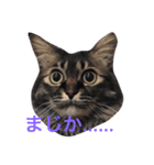 荒削り！気ままワガママお嬢様 猫のもなか（個別スタンプ：4）