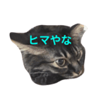 荒削り！気ままワガママお嬢様 猫のもなか（個別スタンプ：5）