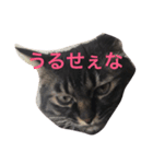 荒削り！気ままワガママお嬢様 猫のもなか（個別スタンプ：7）