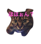 荒削り！気ままワガママお嬢様 猫のもなか（個別スタンプ：8）