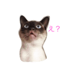 シャム猫 ガパオちゃん（個別スタンプ：1）