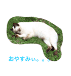 シャム猫 ガパオちゃん（個別スタンプ：2）
