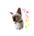 シャム猫 ガパオちゃん（個別スタンプ：3）