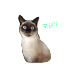 シャム猫 ガパオちゃん（個別スタンプ：4）