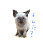 シャム猫 ガパオちゃん（個別スタンプ：6）
